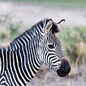 ZMB NOR SouthLuangwa 2016DEC10 NP 040 : 2016, 2016 - African Adventures, Africa, Date, December, Eastern, Month, National Park, Northern, Places, South Luangwa, Trips, Year, Zambia